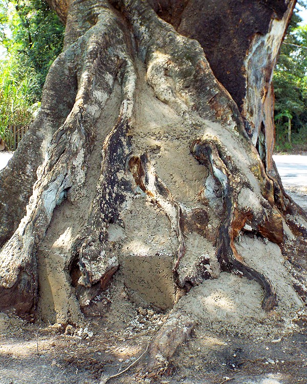 Figueira - dendrocirurgia estrutural